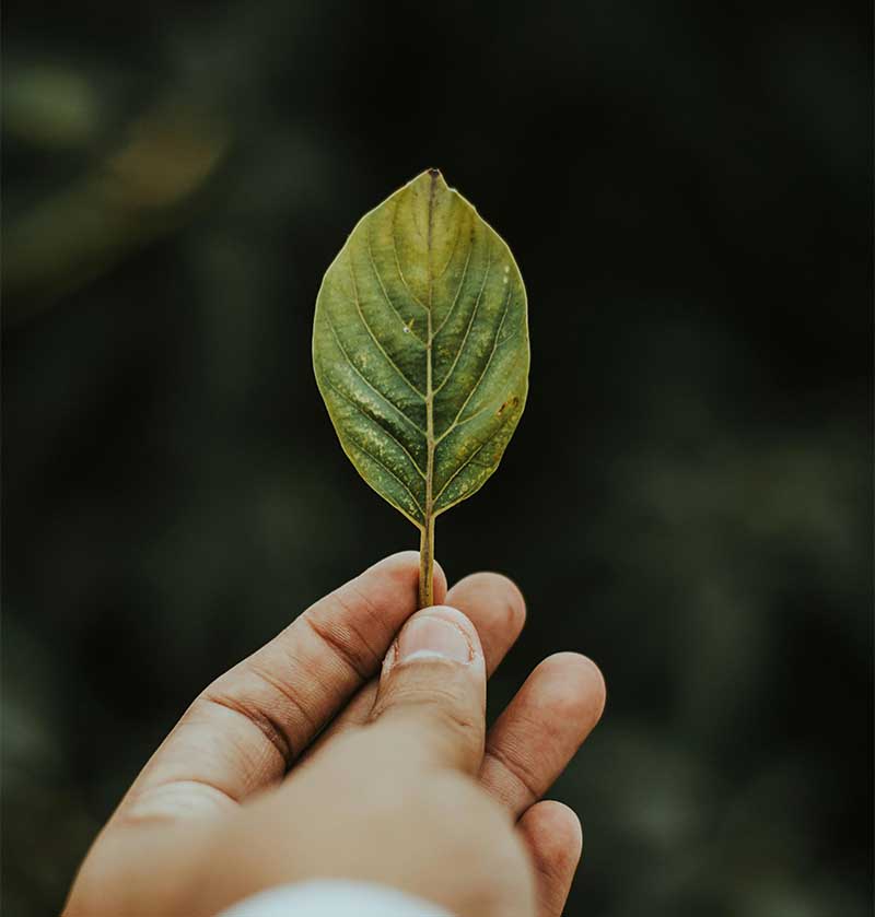 hoja